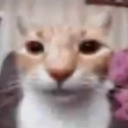 cat_ifear custom emote | NitroLoot | Free Nitro Giveaways &  Community