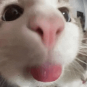 cat custom emote | Sailor Piece Trading Server