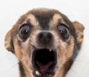 screamingpuppy Discord sticker - AdVenture Communist