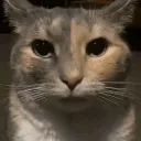 catstare Discord Emoji - Reality Awaits
