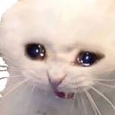 catcri Discord sticker | Study Space