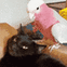 8404birdpetcat animated GIF emoji - ՞. .՞𐦯 Verify/Sfw/ntx ⸝⸝ ΛƧƬЯYX  ™