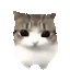Damdam cat with large, watery eyes showing a range of sad and cute expressions.