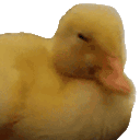 Duck_no animated Discord emote - DM Request 📪 ⌇ Ask To DM & Chatting ⌇ Non Dating ⌇ Social ⌇ Friendly ⌇ Nitro ⌇Non Toxic