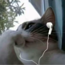 Cat wearing white earbuds and looking relaxed.