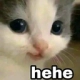 Cat_Hehe custom emote - Nashe™ | Social . PFPs . Giveaways . Chill