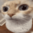 V_cat_stare animated emote - Vulcan