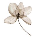 006_flower2 custom emote | truly ᯓ✩ friends ㆍ giveaways ㆍ tags ㆍ chill ㆍ vc ㆍ hangout ㆍ social ㆍ cute ㆍ emotes ㆍ active ㆍ chat