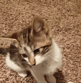 cnc_catjump animated Discord emote from CNC Club 18+