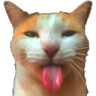 bleh_cat Discord sticker from NitroLoot | Free Nitro Giveaways &  Community