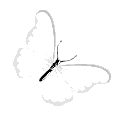 qbutterfly animated emote | ﹙⌕﹚　﹫SYNTHERA　   𓂃⭑