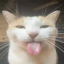 Silly_cat custom emote from ⋆˙⟡ 𝙁 𝙀 𝙍 𝘼 𝙇