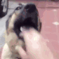 A dog receiving a series of playful slaps on its snout from a human hand.