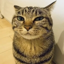 Tabby cat looking sideways with a suspicious and judgmental expression.