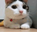 catnono animated Discord emote - 𝘙𝘌𝘈𝘓𝘐𝘛𝘠 𝘈𝘞𝘈𝘐𝘛𝘚... but after 24.7