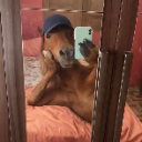 HiHorse custom emote from Động Ếch Của Nhi Elly
