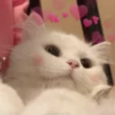 quefofo Discord Emoji - Again