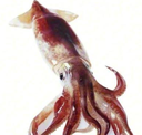 B_Squid Discord Emoji - 弘道老人基金會