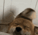 dogwaggy animated emote | || mongrel mutts