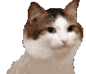 A brown and white cat with a blank, confused expression and a blue background element.