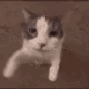 gelopm animated Discord emote - CHİLLBAYCAN