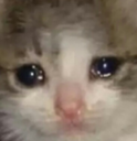 A close-up of a kitten with large, watery eyes looking extremely sad.