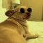 Chihuahua wearing round sunglasses cycles through different color filters while looking cool.