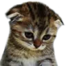poutingcat Discord Emoji from Besties Community