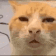 87728huhcat animated GIF emoji from Развратные отшельники