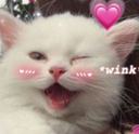 Cat_Wink Discord sticker | Friends 18+ Sfw | Adults-only • active-chat • Mature • Friendly • Gaming • Lgbtq+ • Hangout