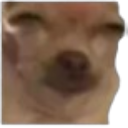 Chihuahua custom emote | Besties Community