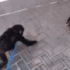 Baby chimpanzee on a leash reaching out to hug another chimpanzee.
