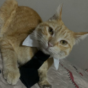 Orange tabby cat wearing a formal white collar and black tie looking at the camera.