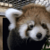 Red panda rhythmically bobbing its head up and down in a loop.