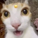 emoji_11 Discord Emoji - Ngôi nhà chút chít ᥫᩣ