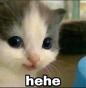 hehe custom emote from Dead Sheeps
