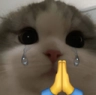 A close-up of a gray and white cat with large, teary eyes and hands folded together in a prayer gesture.