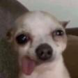 B2_dumb_dog Discord sticker - SocialBar | Active Chat • VC Calls • Gaming • Emotes • Hangout • Egirls • Chill • Fun • Friends