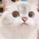 Cat with wide, dilated pupils staring blankly at the camera.
