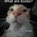 A close-up of a cat looking into the camera with text that reads What are boobs? I'm a visual learner BTW.