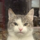 Cat staring directly into the camera with a judgmental and unimpressed facial expression.