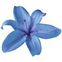 262536flower Discord Emoji | 𝒂𝒖𝒓𝒂