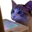 A cat looking intensely at a handheld gaming console screen.
