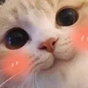 catBlush custom emote | Lucid Love ☾  Relationship ⭑ Social ⭑ Gaming ☽