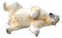bear Discord sticker from [CTF😜]AllStars&Friends