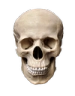 skull Discord Emoji - The 1woners