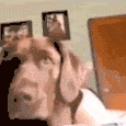 dogtweak animated Discord emote from || mongrel mutts