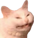 White cat with a strained, grimacing expression showing its teeth.