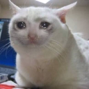 stupidcat Discord Emoji - Nơi tìm kiếm niềm vui