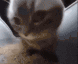 cat_bob animated GIF emoji from The Lumberyard™